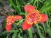 Tigridia Lily